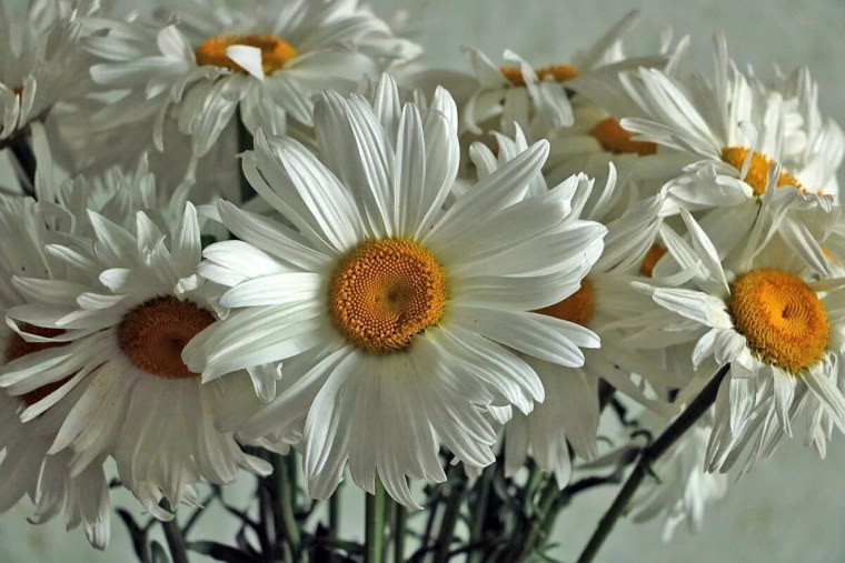 Девушка с букетом ромашек