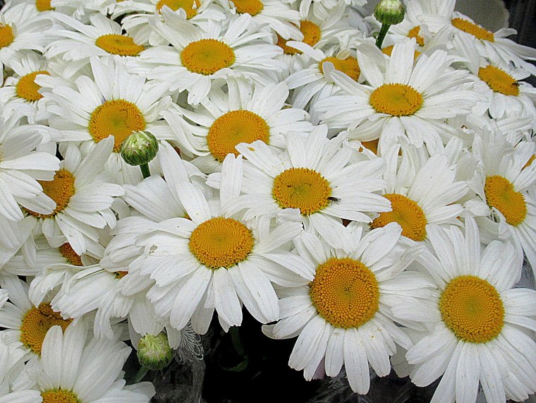 Девушка с букетом ромашек