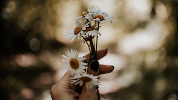 Ромашка Королевская Садовая