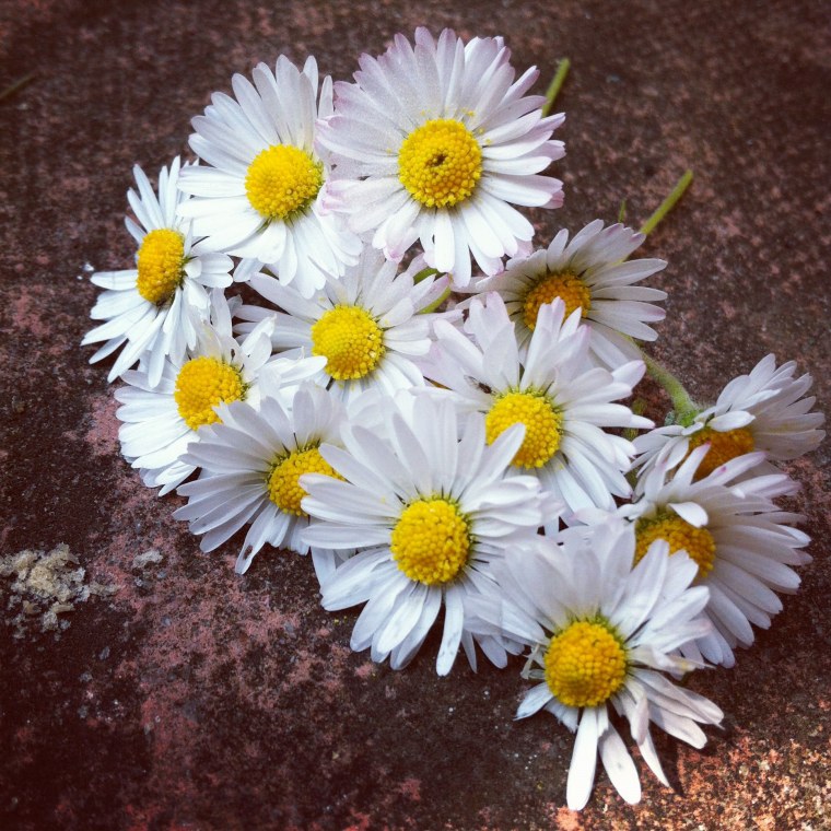 Соцветие ромашки