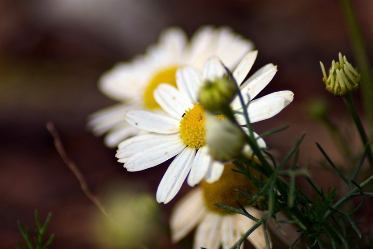 Красивые ромашки