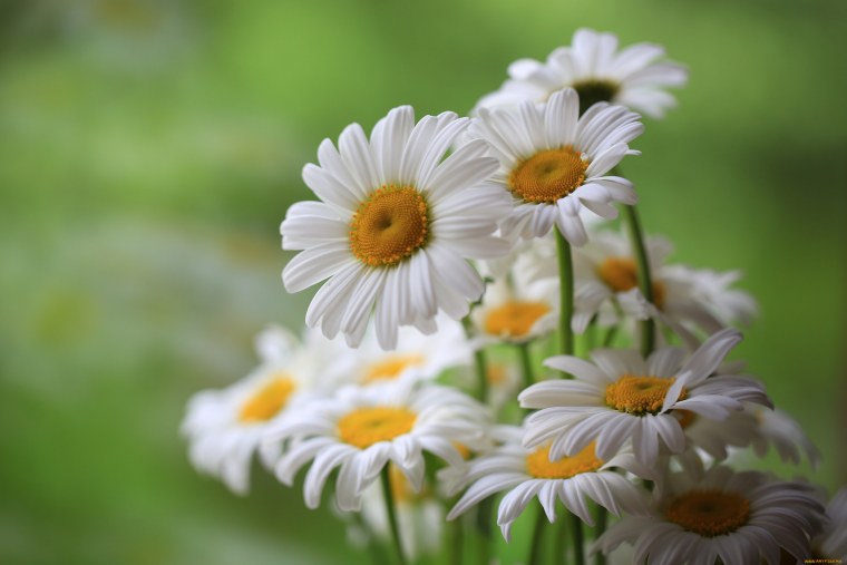 Ромашки на аву красивые