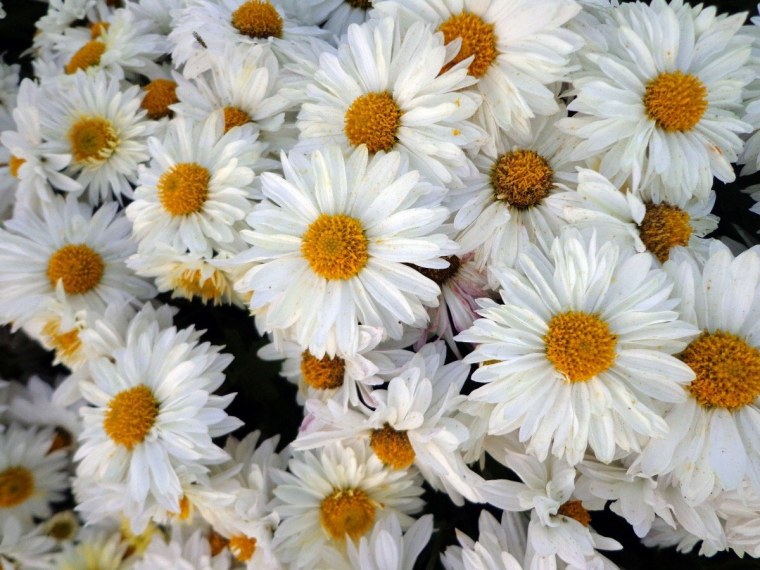 Бабочка и ромашки