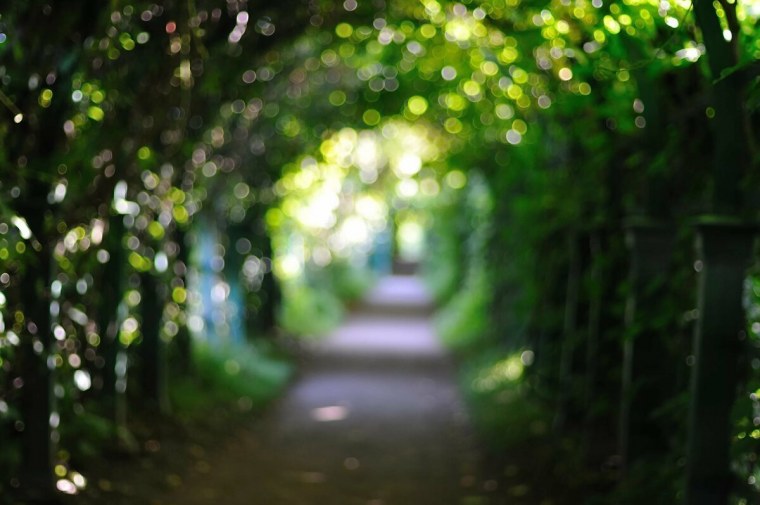 Боке зелень