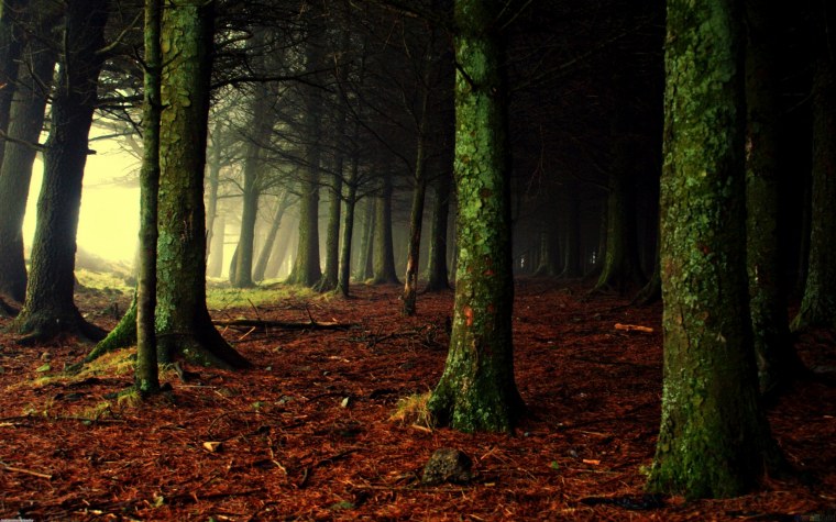 Лес тёмный мрачный