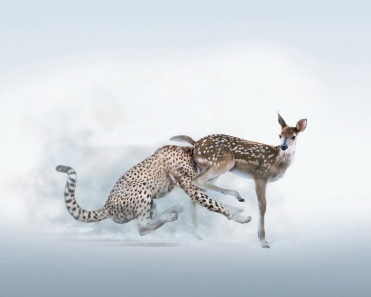 Реклама с изображением животных