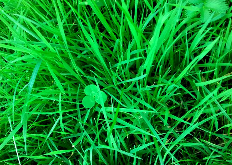 Заставка на рабочий стол трава