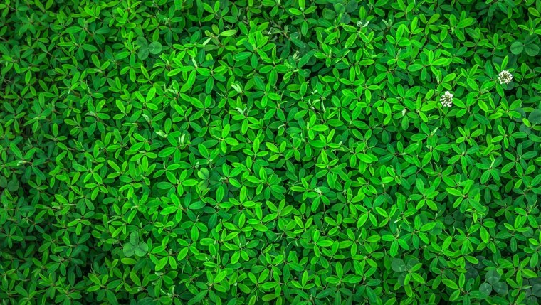 Зеленый газон