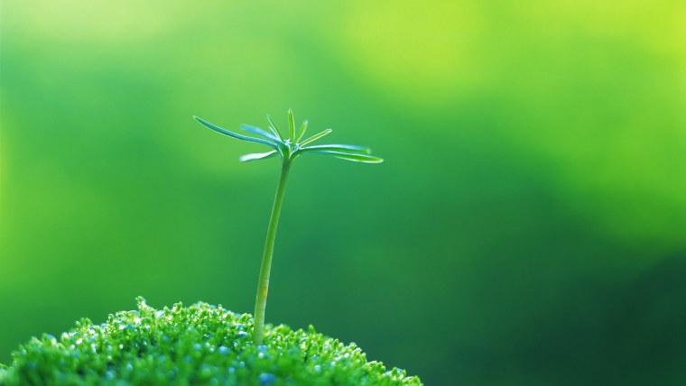 Молодая трава