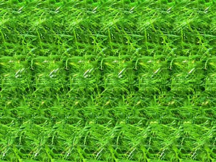 Зеленая трава