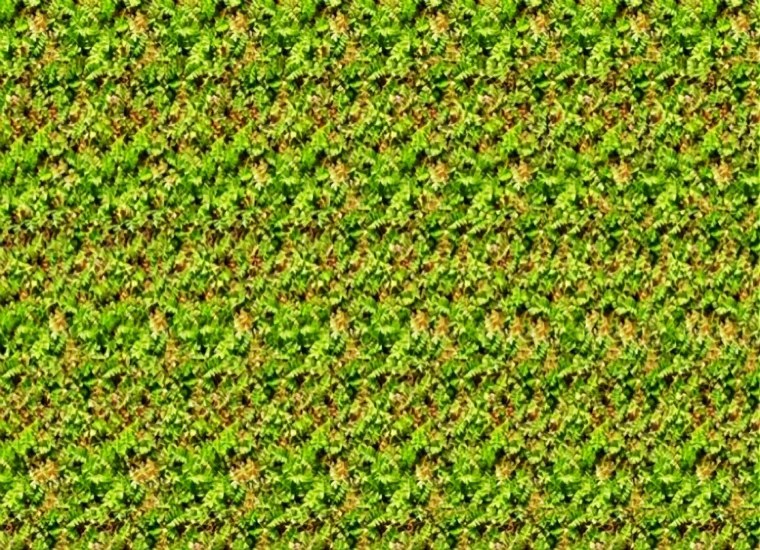 Природа зелень