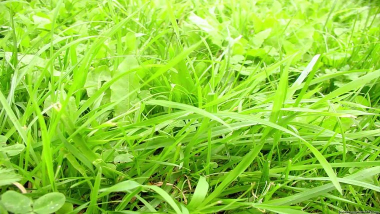 Трава из МАЙНКРАФТА