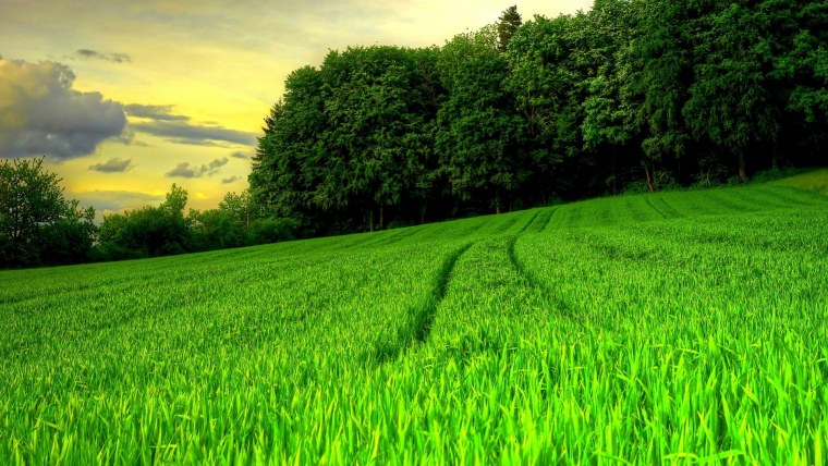 Зеленый фон иллюзия