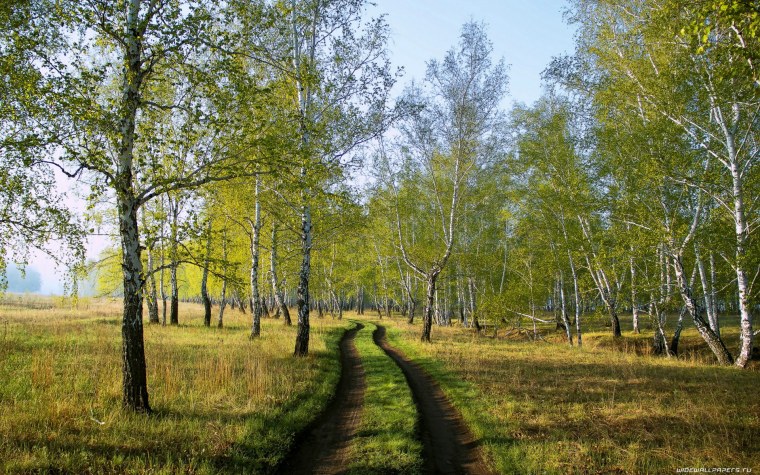 Весенний лес