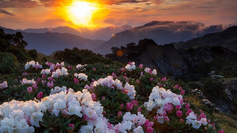 Пейзаж цветы