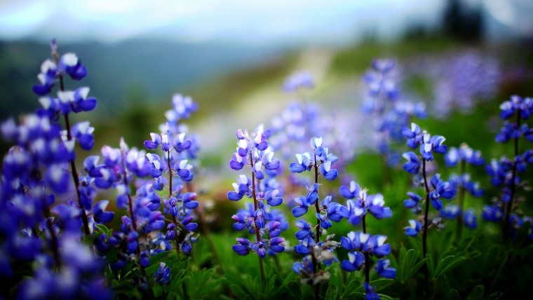 Сине сиреневые цветы