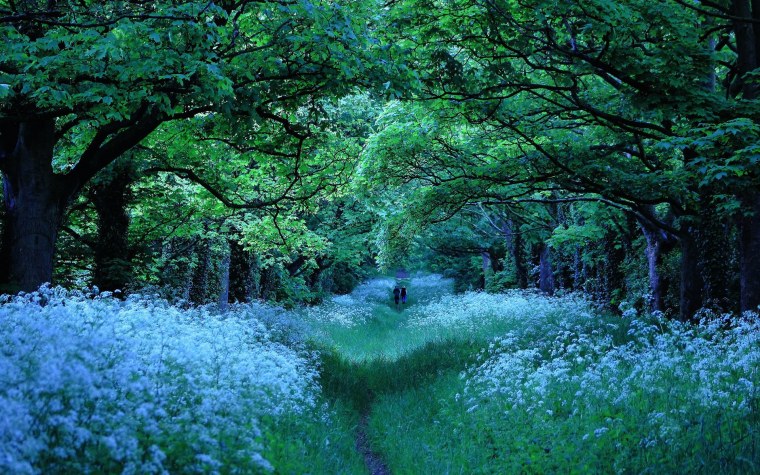 Красивая Поляна в лесу