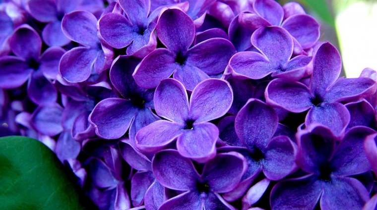 Сирень Флауэр перпл