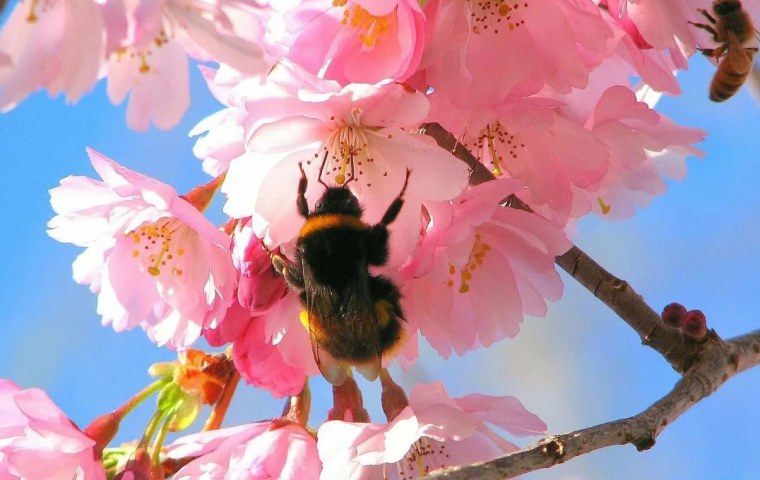 Весна природа