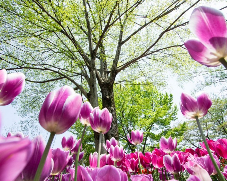 Красивые весенние