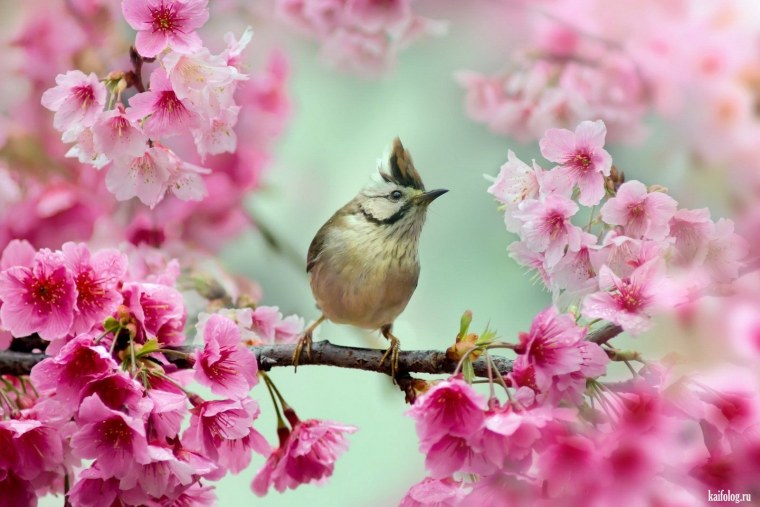 Весна птицы