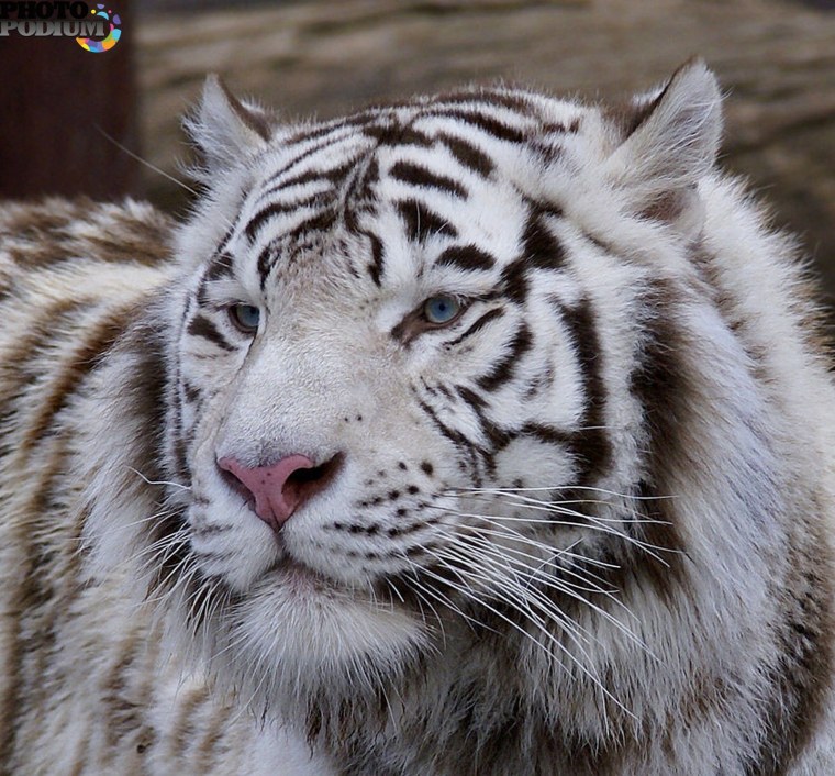 Голубоглазый белый тигр