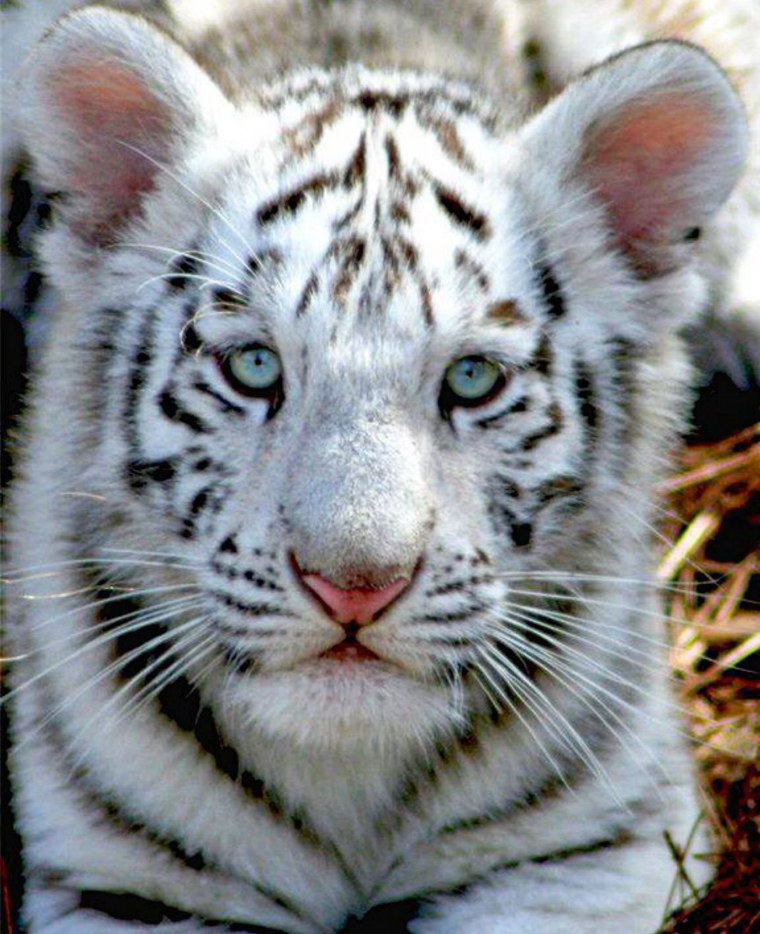 Уссурийский тигр альбинос