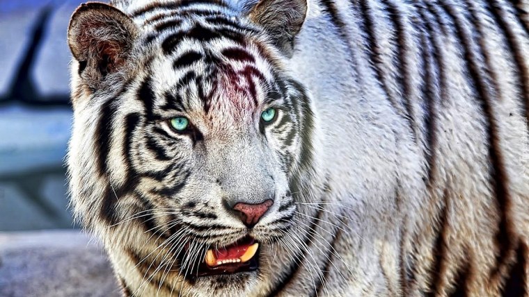 Тигр с голубыми глазами