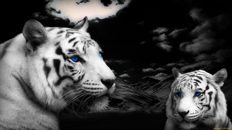 Тигр черно белый с голубыми глазами