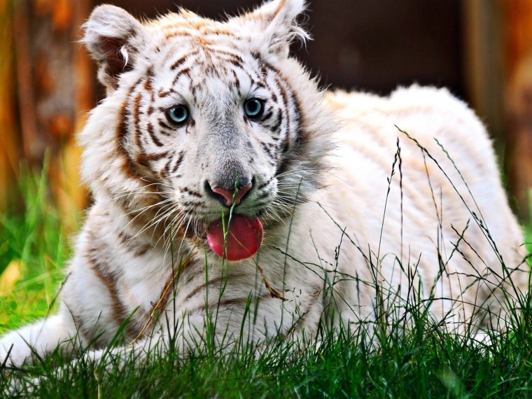 Красивый белый тигр