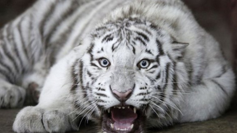 Тигр альбинос с голубыми глазами