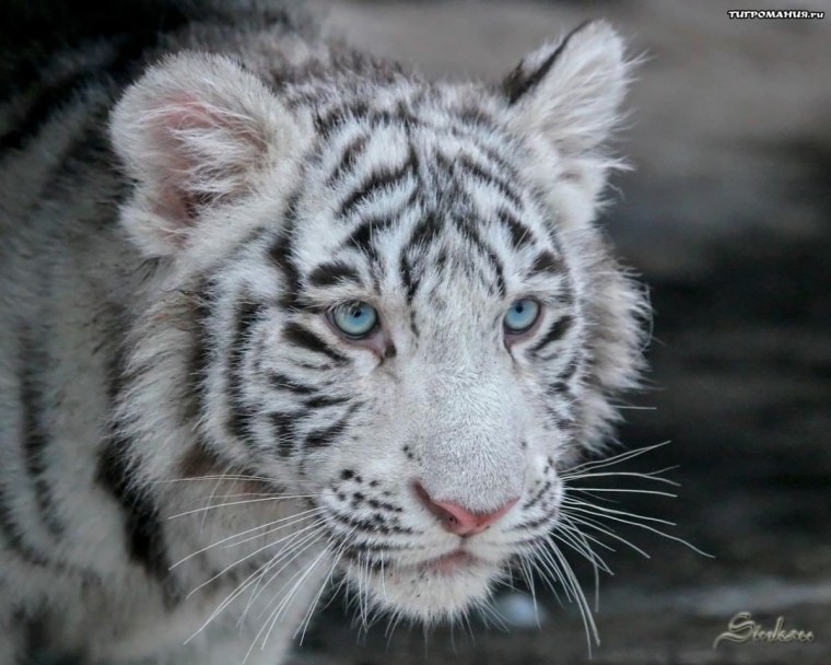 Белый тигр с голубыми глазами