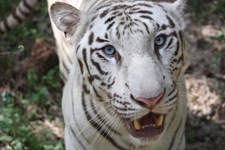 Мальтийский тигр