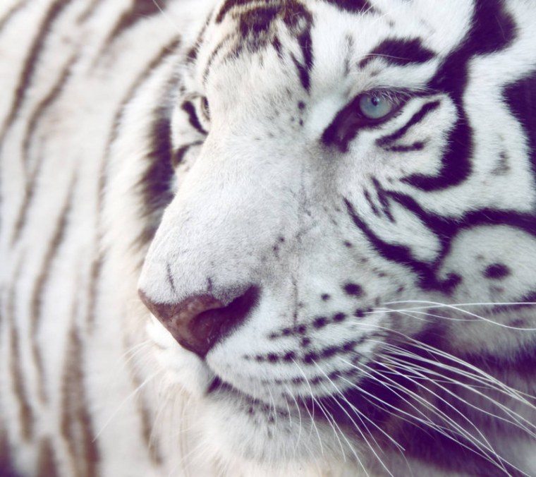 Белый тигр с голубыми глазами