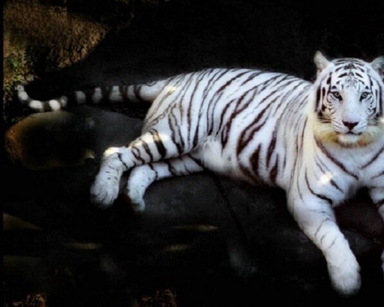 Тигр альбинос