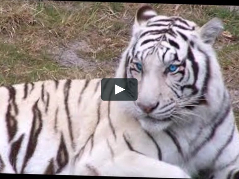 Мальтийский голубой тигр