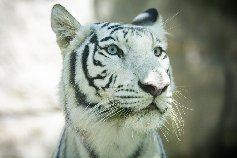 Белый тигр с голубыми глазами