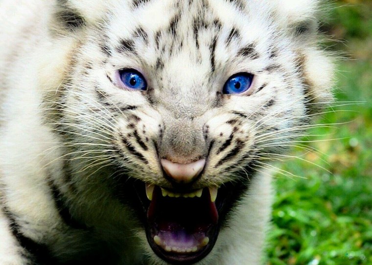 Тигренок с голубыми глазами