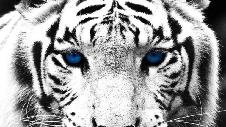 Тигр с голубыми глазами