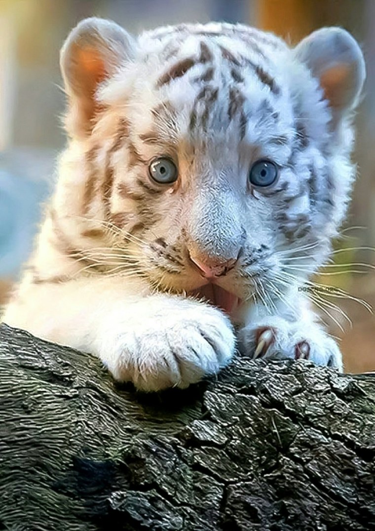 Амурский тигр белый Тигрёнок