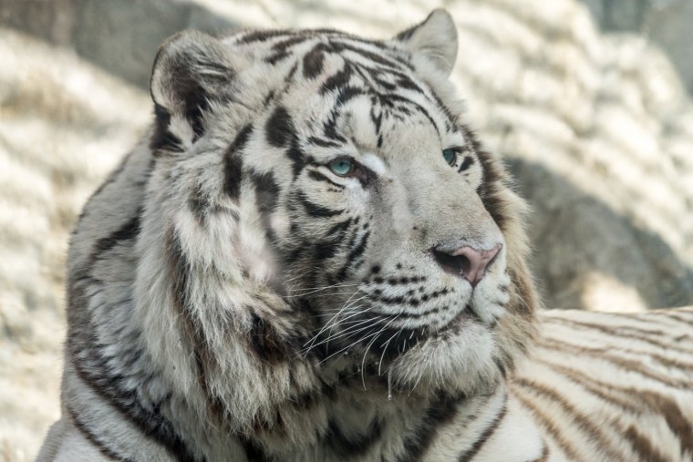 Белый бенгальский тигр