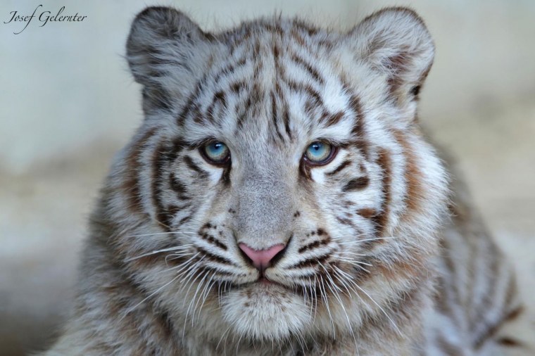 Белый тигр глаза