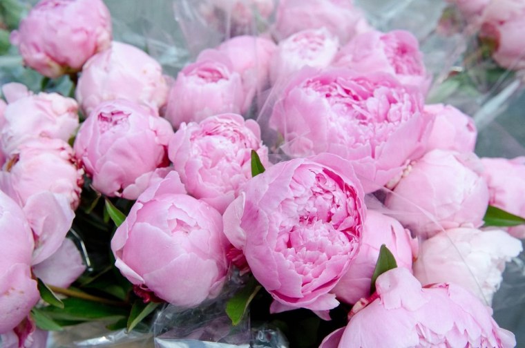 Пионовидная роза пастельных тонов