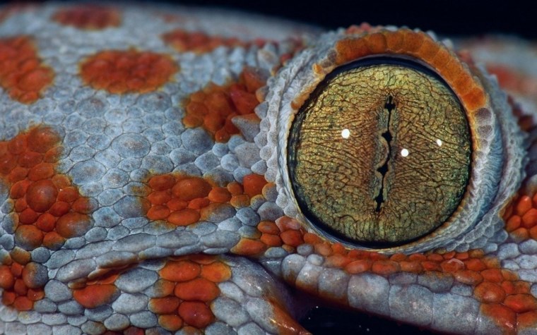Глаз рептилии