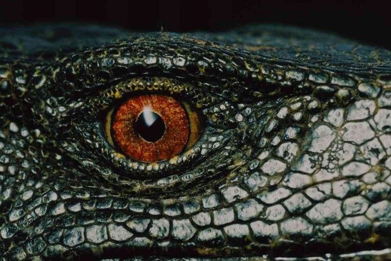 Зеленые глаза змеи