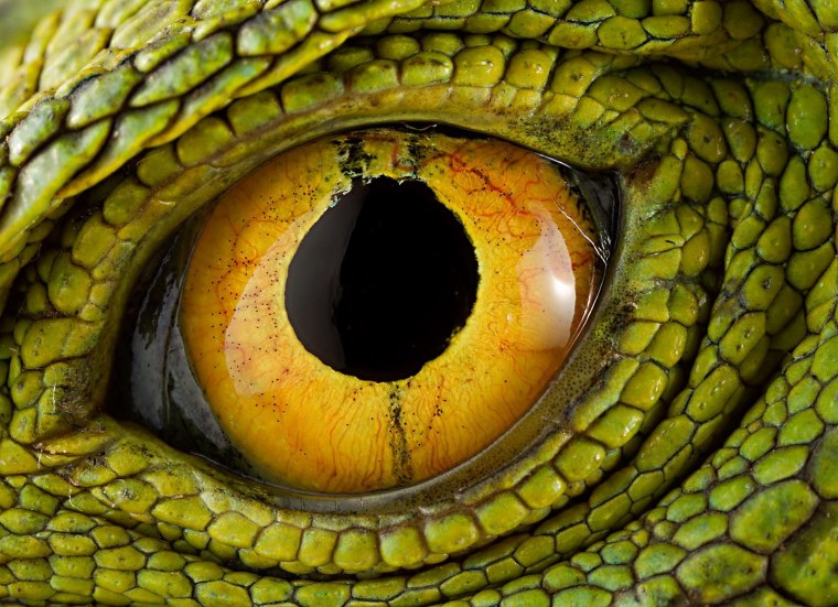 Глаз ящера