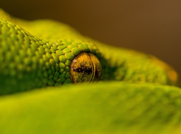 Крокодиловый Варан глаза