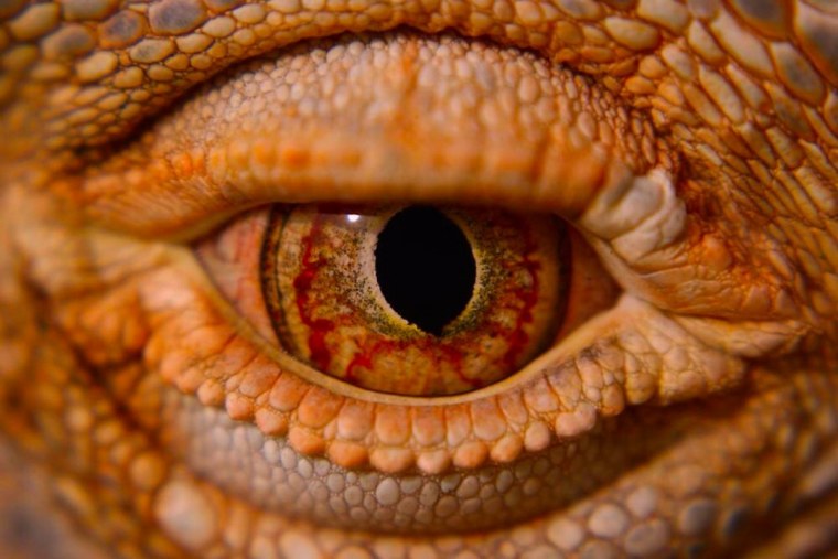 Глаз крокодила