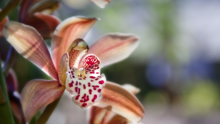 Кинабалу Орхидея