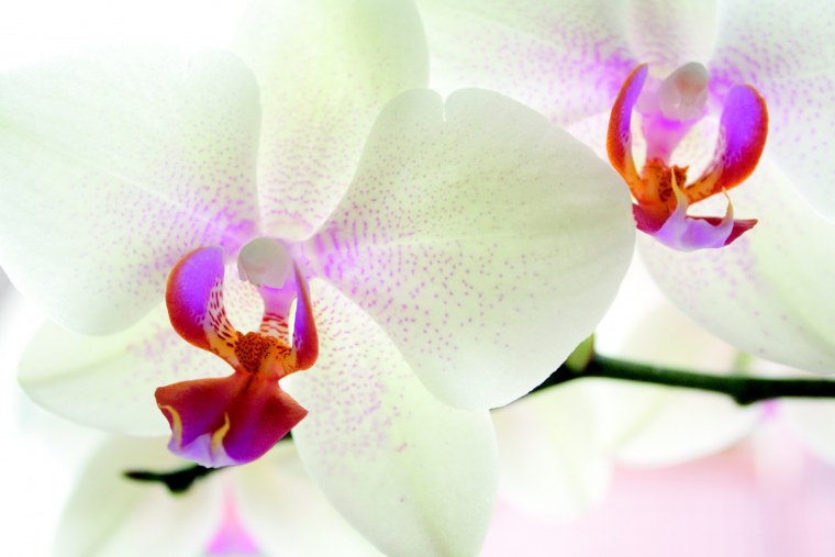 Фаленопсис Phalaenopsis White & Pink